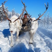 Купить павильон для пчел с доставкой